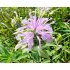 Monarda fistulosa x tetraploid