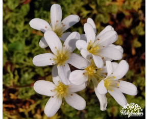 Saxifraga trifurcata