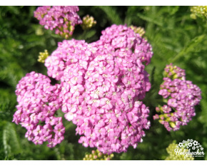 Achillea millefolium ‘Apple Blossom’