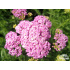Achillea millefolium ‘Apple Blossom’