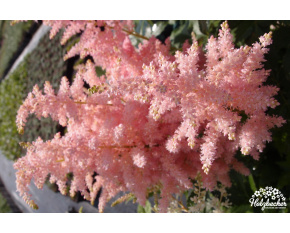 Astilbe japonica ‘Europa’