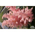 Astilbe japonica ‘Europa’