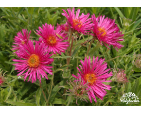 Aster novae-angliae ‘Andenken an Alma Pötschke’