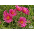 Aster novae-angliae ‘Andenken an Alma Pötschke’