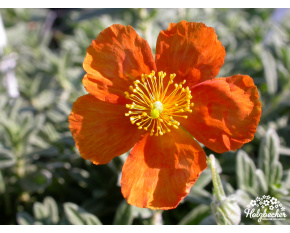 Helianthemum ‘Fire Dragon’