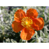 Helianthemum ‘Fire Dragon’