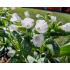 Pulmonaria ‘Sissinghurst White’