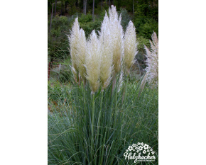 Cortaderia selloana ‘Pumila’