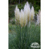 Cortaderia selloana ‘Pumila’