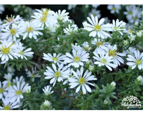 Aster ericoides ‘Snowflurry’