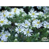 Aster ericoides ‘Snowflurry’