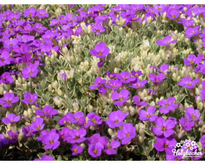 Aubrieta ‘Silberrand’