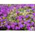 Aubrieta ‘Silberrand’