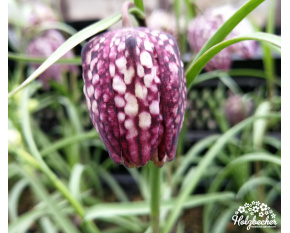 Fritillaria meleagris