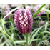 Fritillaria meleagris