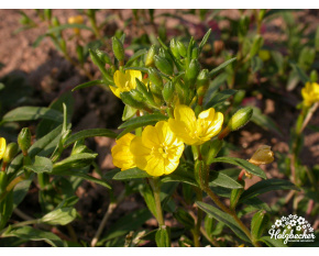Oenothera minima