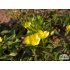 Oenothera minima