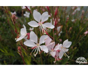 Gaura lindheimeri ‘Whirling Butterflies’