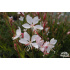 Gaura lindheimeri ‘Whirling Butterflies’