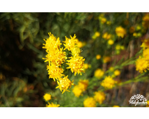 Aster linosyris