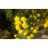 Aster linosyris