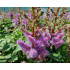 Astilbe chinensis ‘Pumila’