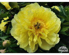 Paeonia ‘Bartzella’
