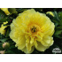 Paeonia ‘Bartzella’