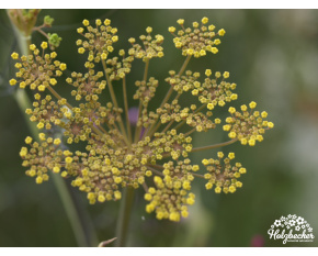 Foeniculum vulgare ‘Giant Bronze’
