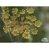 Foeniculum vulgare ‘Giant Bronze’