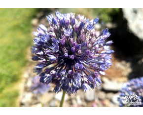 Allium caeruleum