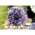 Allium caeruleum