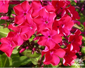 Phlox paniculata ‘Starfire’
