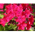 Phlox paniculata ‘Starfire’