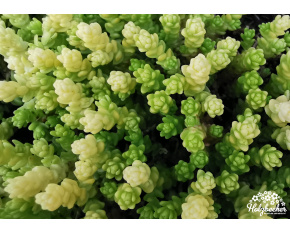 Sedum acre ‘Yellow Queen’