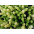 Sedum acre ‘Yellow Queen’
