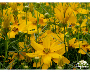 Coreopsis verticillata ‘Grandiflora’