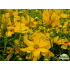Coreopsis verticillata ‘Grandiflora’