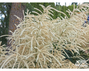Aruncus dioicus