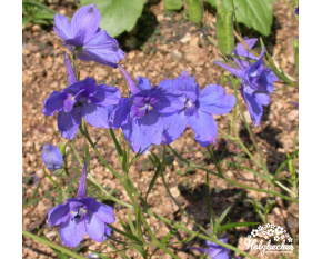 Delphinium menziesii