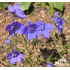 Delphinium menziesii