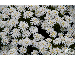 Iberis sempervirens ‘Wunderstumpfchen’