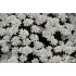 Iberis sempervirens ‘Wunderstumpfchen’