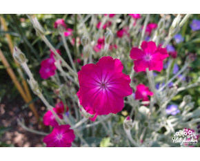 Lychnis coronaria