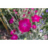Lychnis coronaria