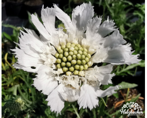 Scabiosa caucasica ‘Perfecta Alba’