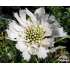 Scabiosa caucasica ‘Perfecta Alba’