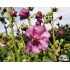 Verbascum ‘Sugar Plum’