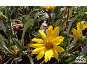 Gazania linearis ‘Colorado Gold’