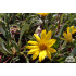 Gazania linearis ‘Colorado Gold’
